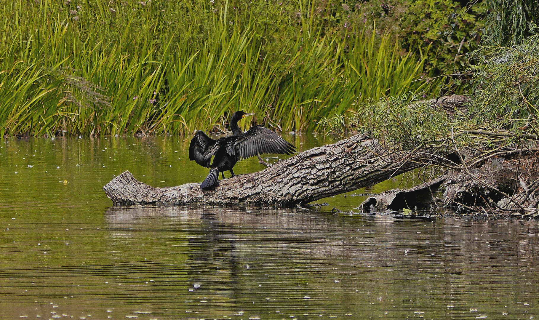Der Kormoran trocknet seine Flügel Foto & Bild | natur, tiere, vögel ...