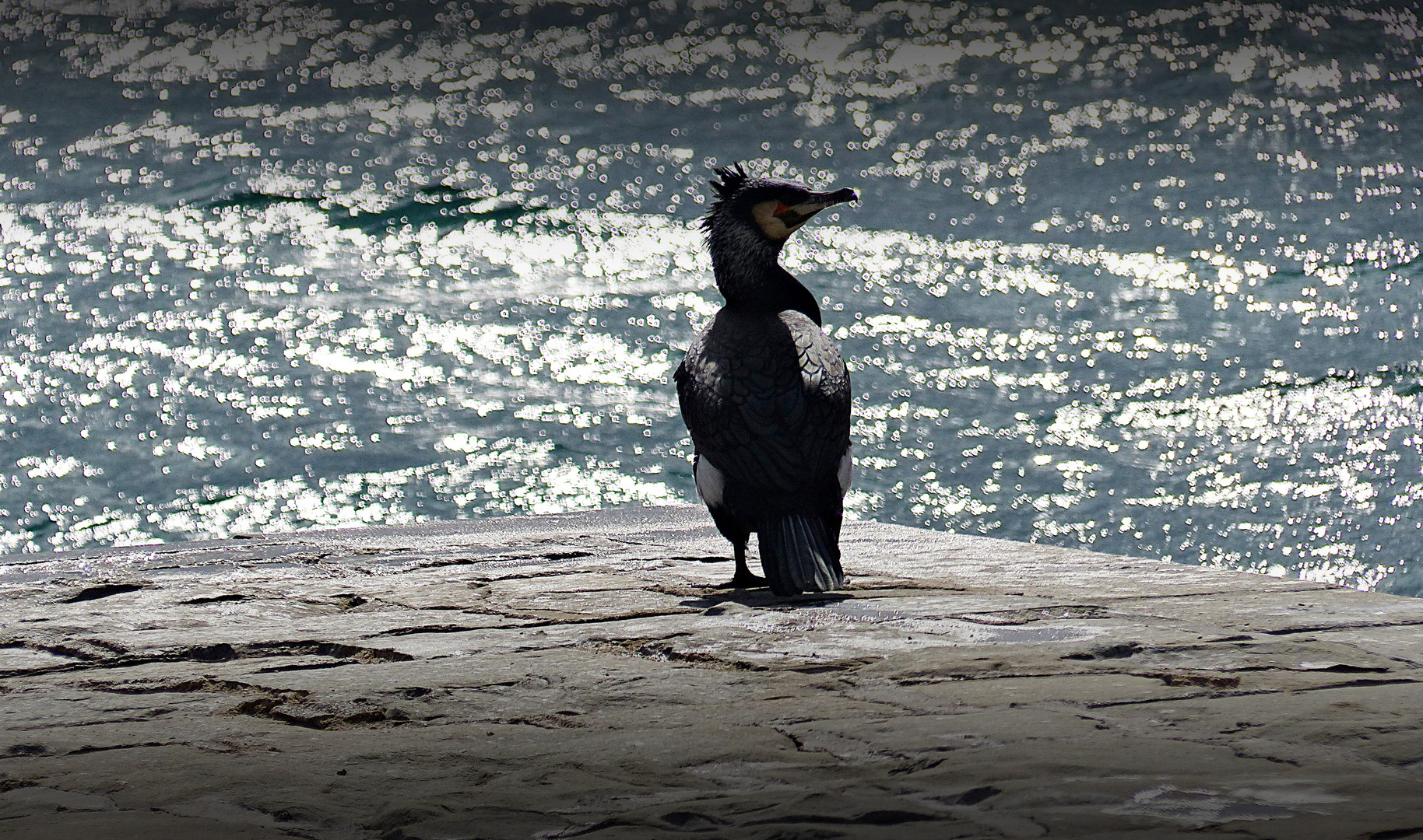 Der Kormoran und das Meer