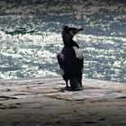 Der Kormoran und das Meer