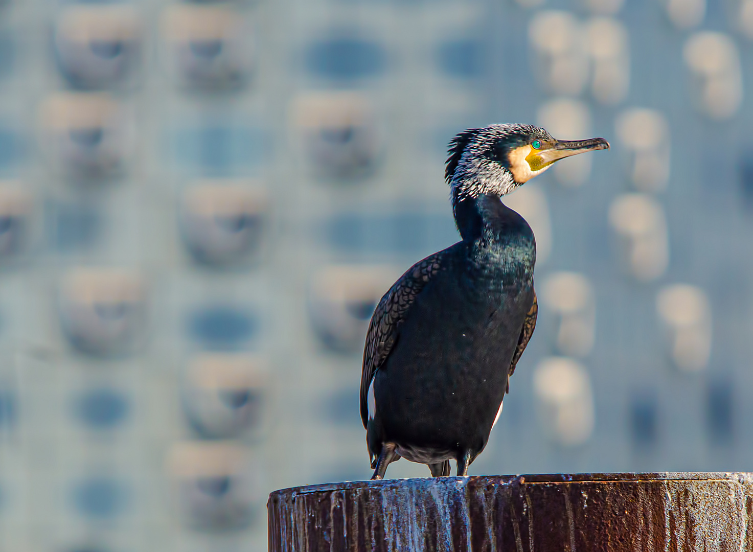 Der Kormoran und die Elphi