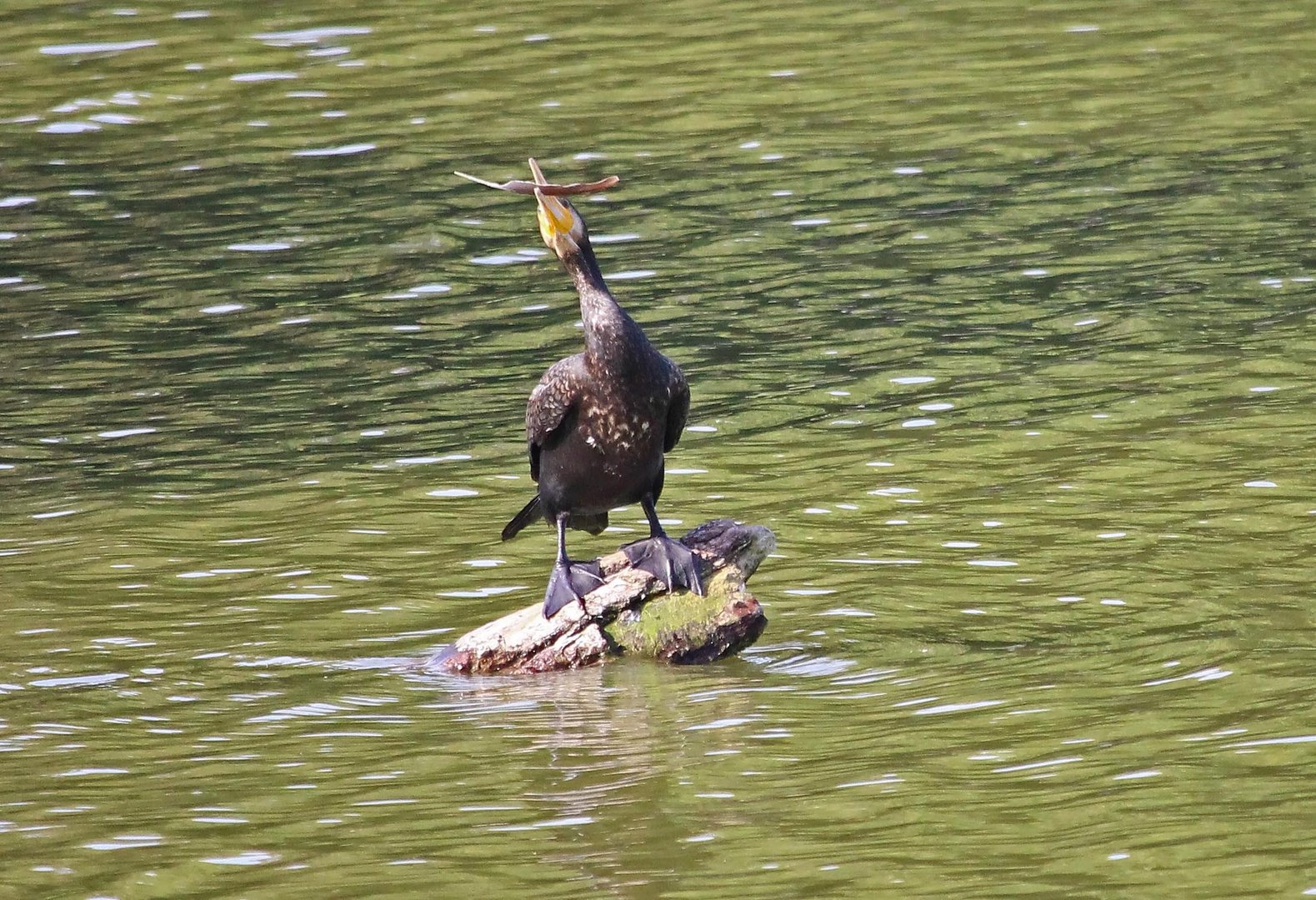 Der Kormoran und die Feder 3