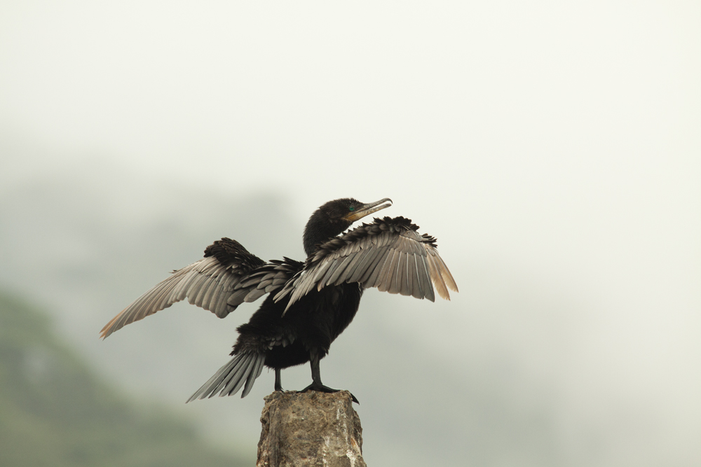 Der Kormoran und die Nebel von Avalon