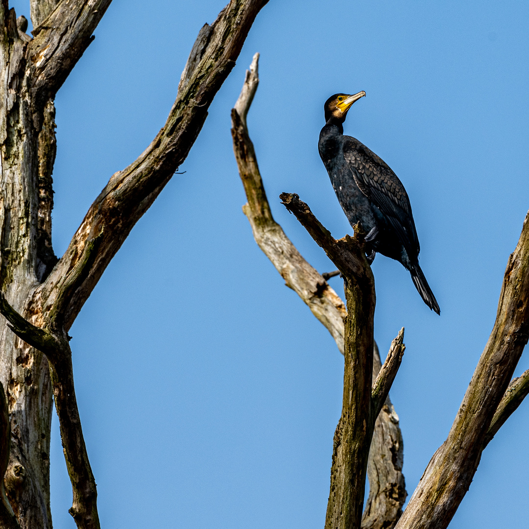 Der Kormoran, unerreichbar sitzt er auf dem alten Gehölz.  