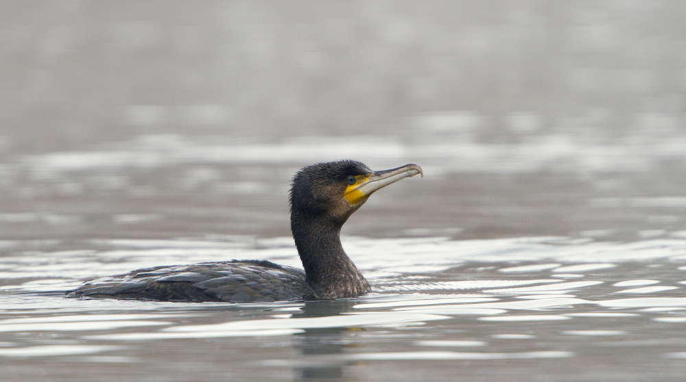 Der Kormoran – Vogel des Jahres 2010