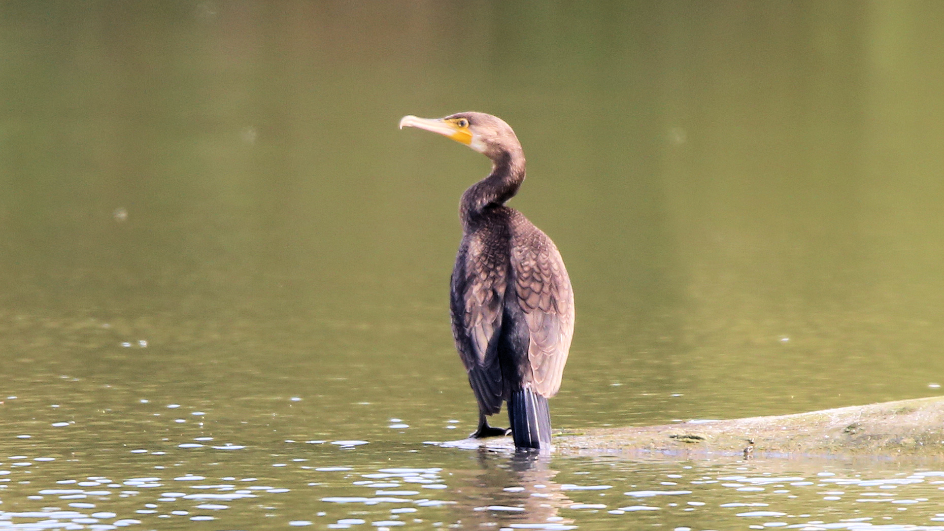 Der Kormoran vom Biotop