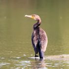 Der Kormoran vom Biotop