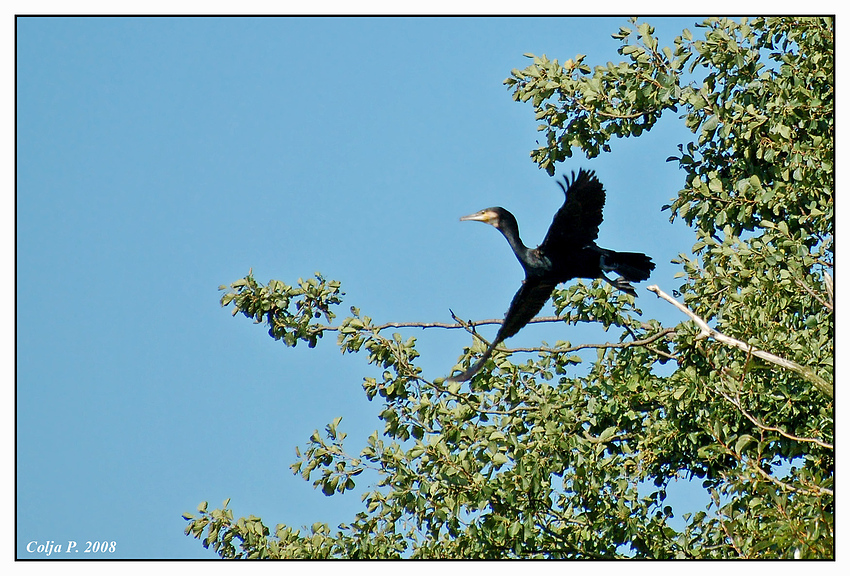 Der Kormoran von Bad Zwischenahn