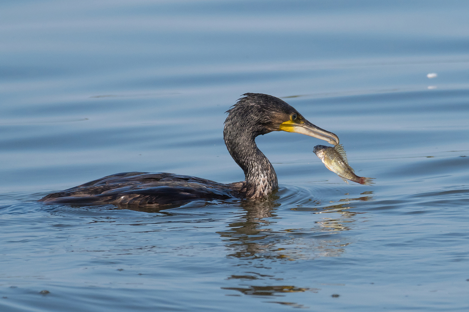 Der Kormoran von Welt