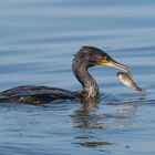 Der Kormoran von Welt