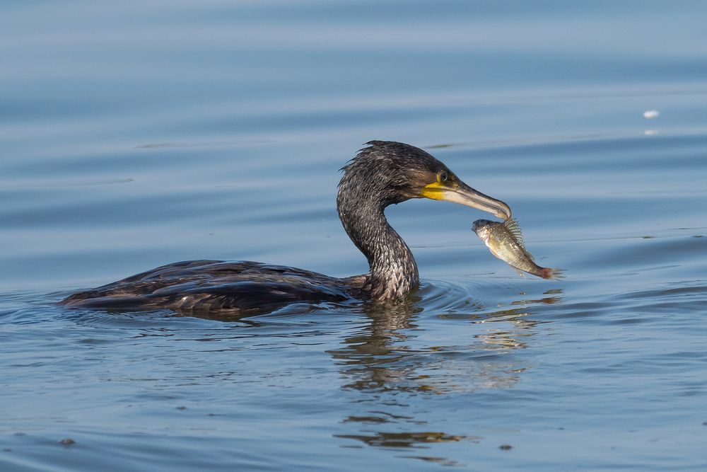 Der Kormoran von Welt