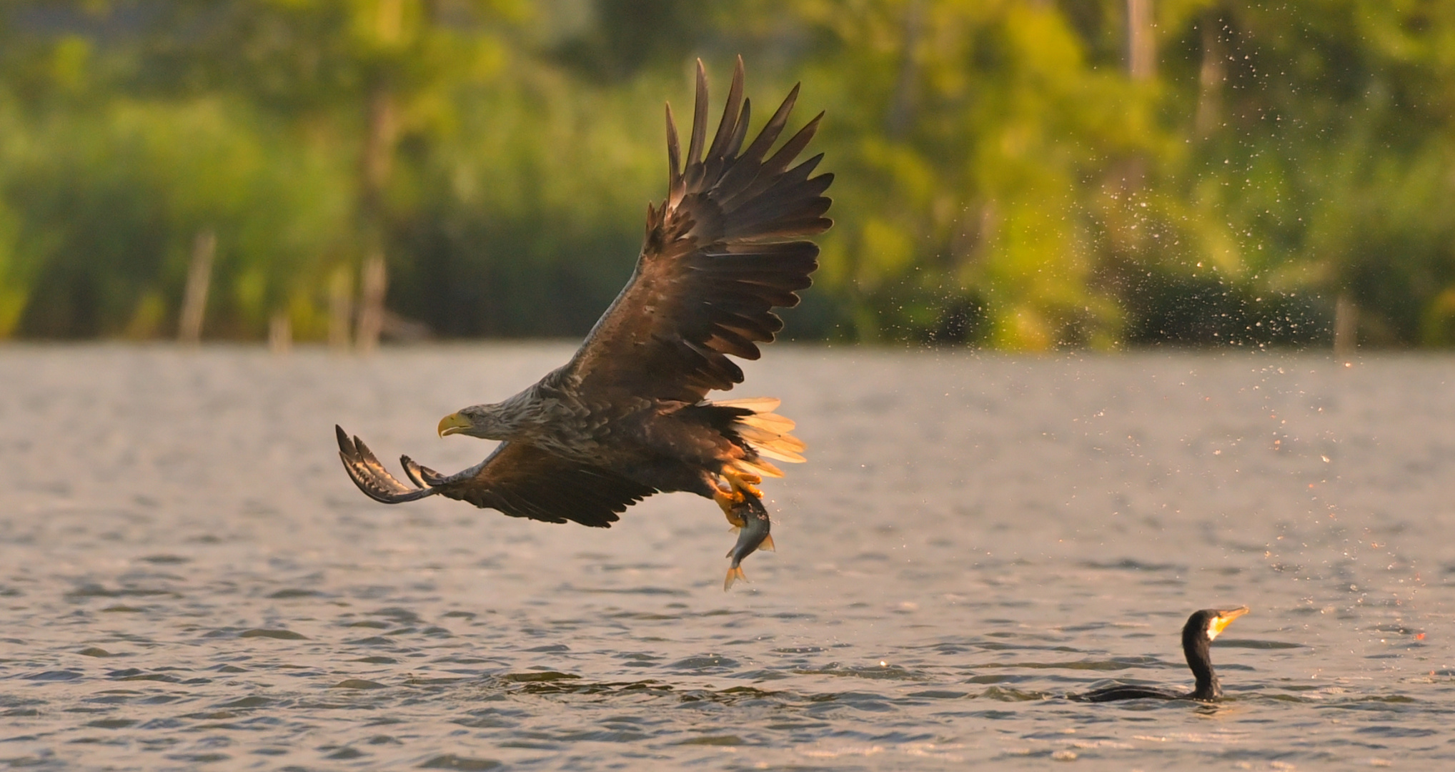 Der Kormoran war zu langsam!