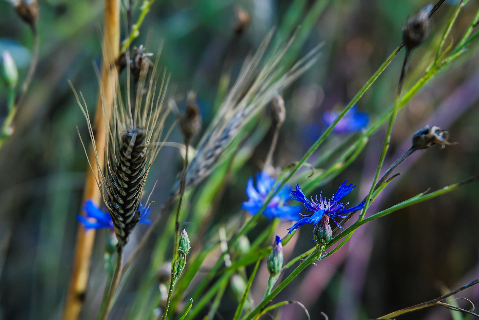 Der (Kornblumen)Blaue Montag