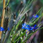 Der (Kornblumen)Blaue Montag