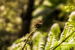 Der Koru