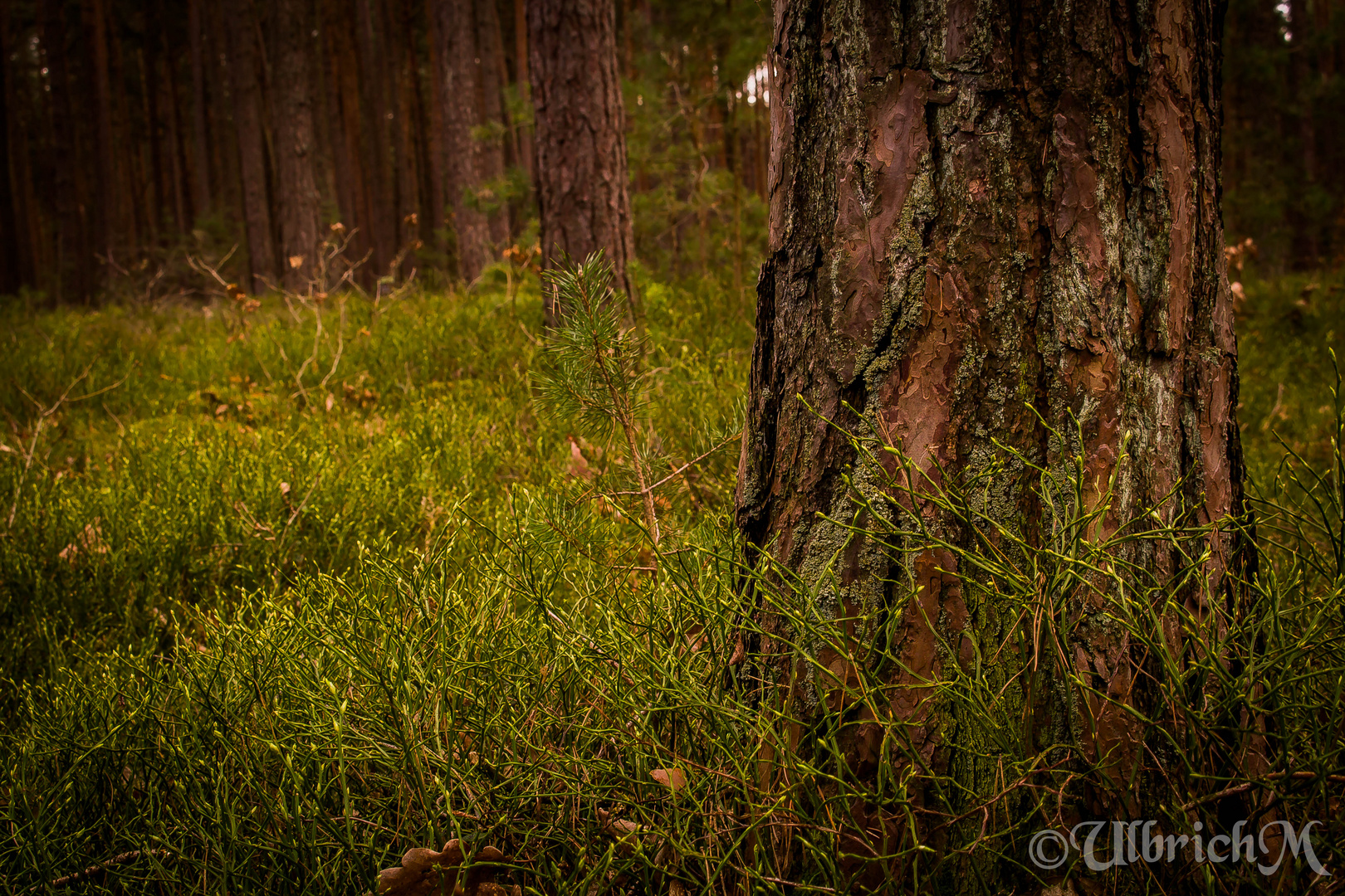 Der kräftige Baum