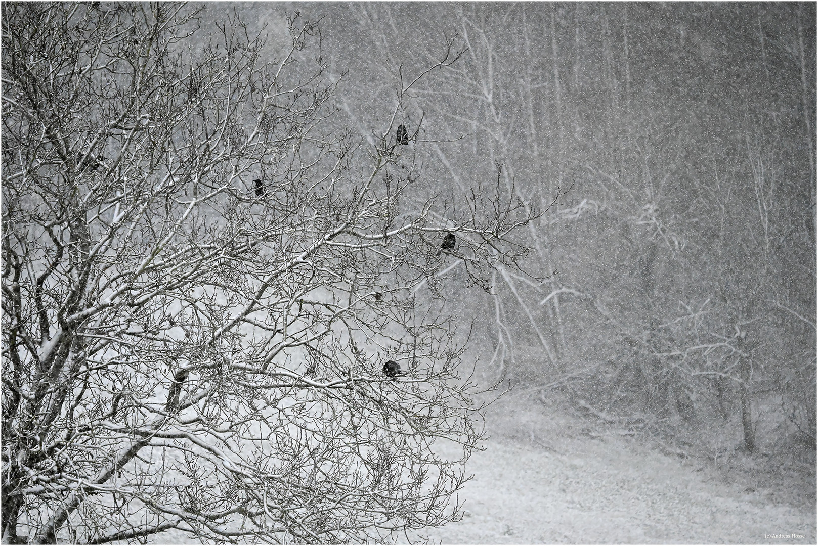 Der Krähen Baum