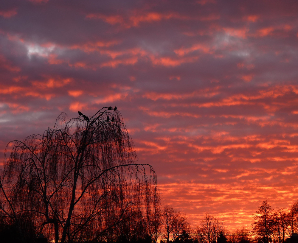 Der Krähen Baum im Sonnenuntergang