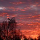 Der Krähen Baum im Sonnenuntergang