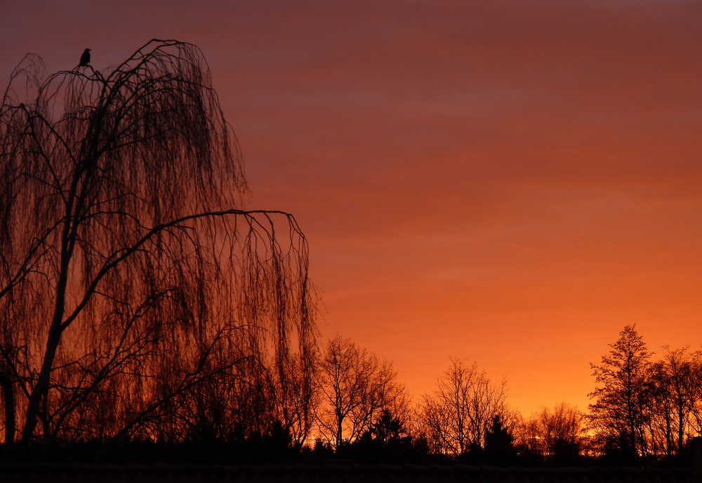 Der Krähen Baum im Sonnenuntergang II