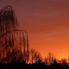 Der Krähen Baum im Sonnenuntergang II