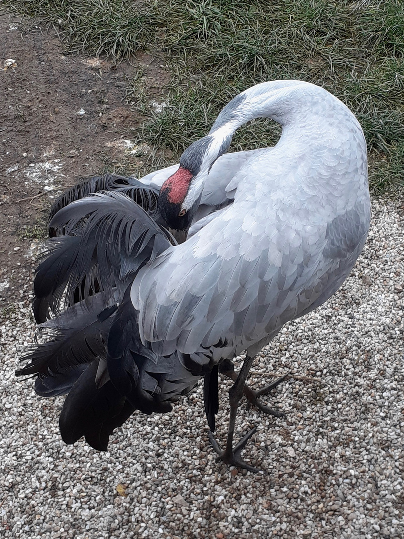 Der Kranich aus der Vogelstation in Regenstauf/Opf. ...