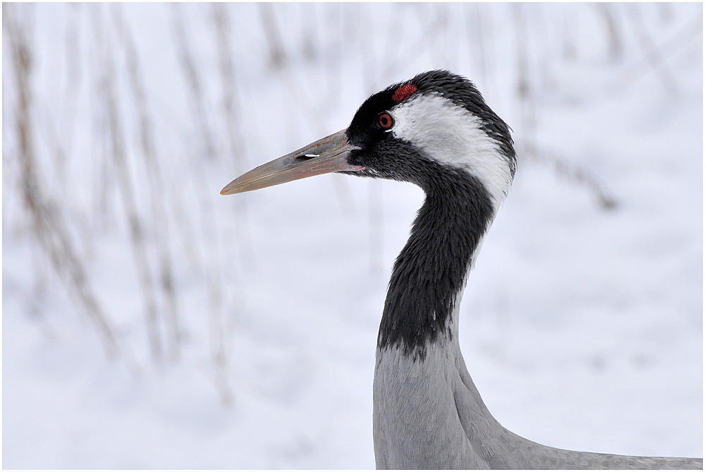 Der Kranich (Grus grus) ...