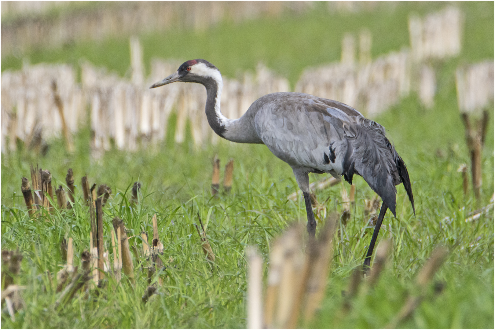 Der Kranich (Grus grus) war eine . . .