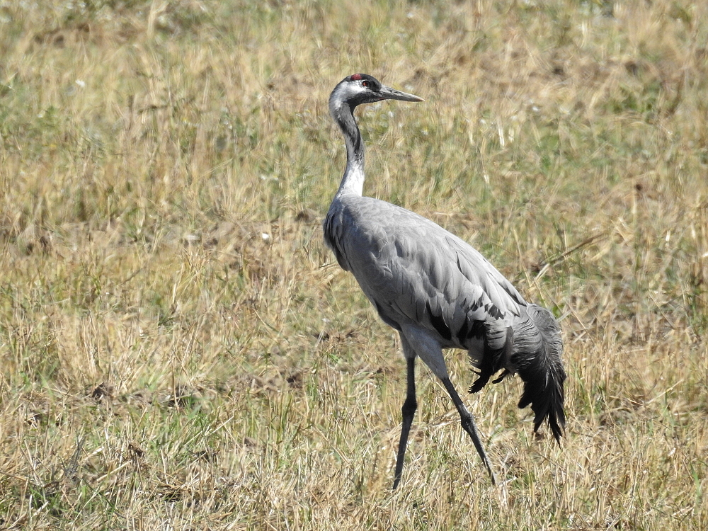 Der Kranich ist ein Vogel des Glücks 