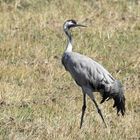 Der Kranich ist ein Vogel des Glücks 