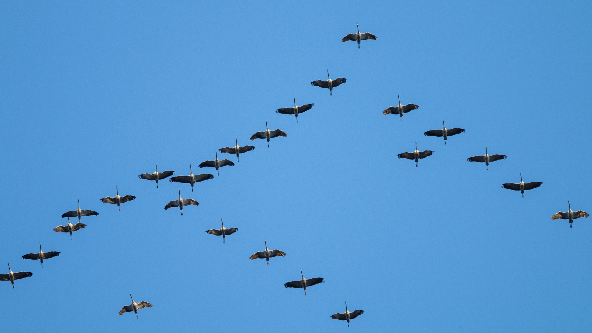 der Kranichflug 2