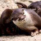 der kratzende Otter