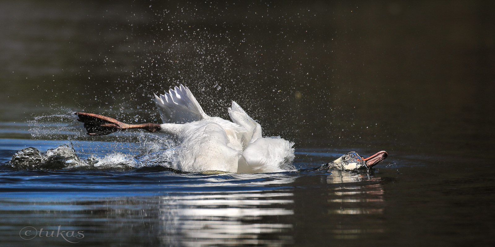 Der Kraulschwimmer....:)