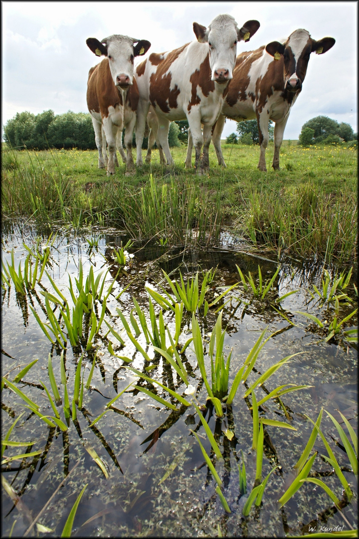 der Krebsscherengraben in der Marsch