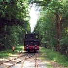 Der Krefelder Schluff im Wald ...