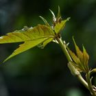 Der Kreislauf der wunderbaren Natur- Erneuerung hat wieder begonnen..