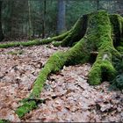 Der Kreislauf des Lebens