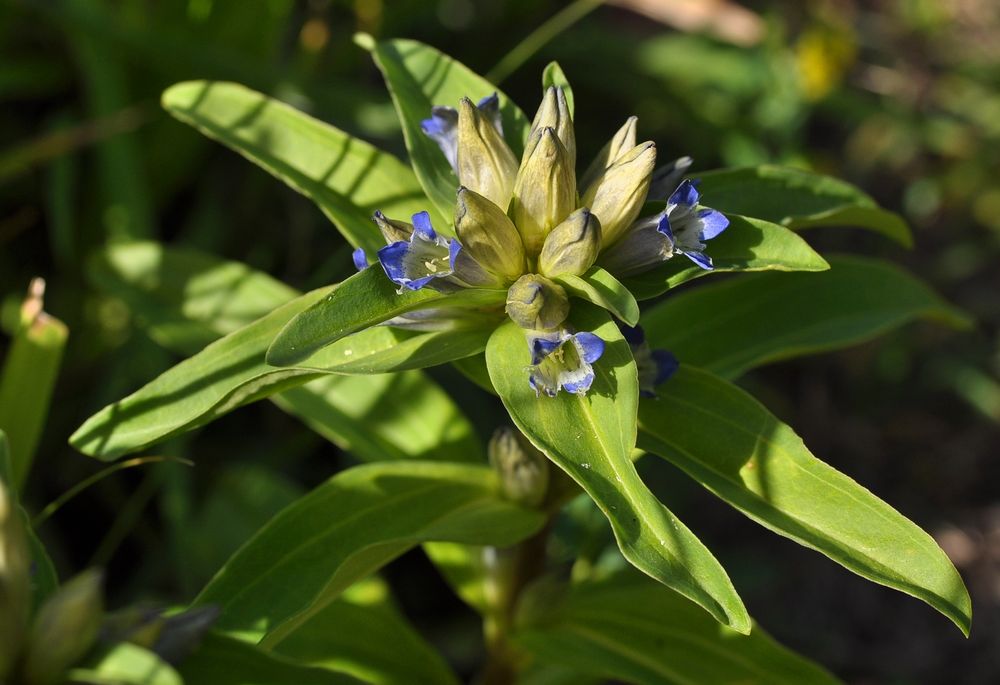 Der Kreuz- Enzian (Gentiana cruciata)