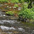 Der Kreuzteich hat mehr als ein Dutzend Zuflüsse