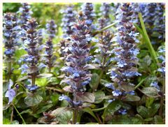 Der kriechende Günsel (Ajuga reptans)