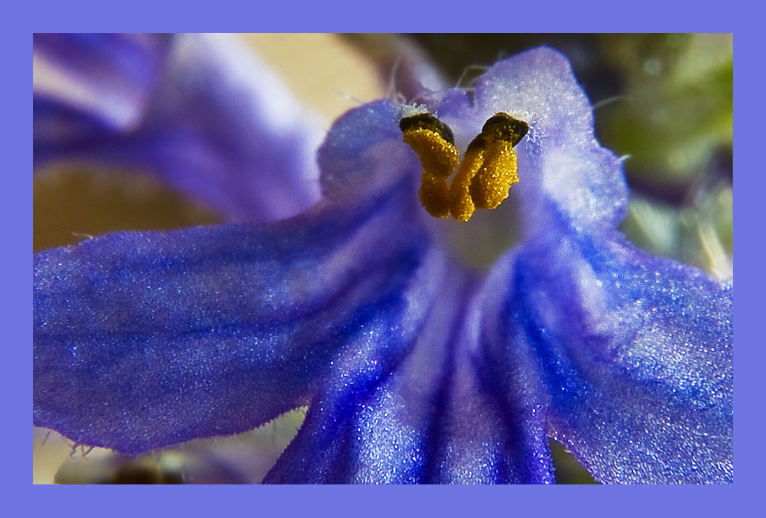 Der " Kriechende Günsel "......Blütenstempel ....  (Macro)