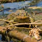 "Der Krokodilblick" -findet ihr auch?