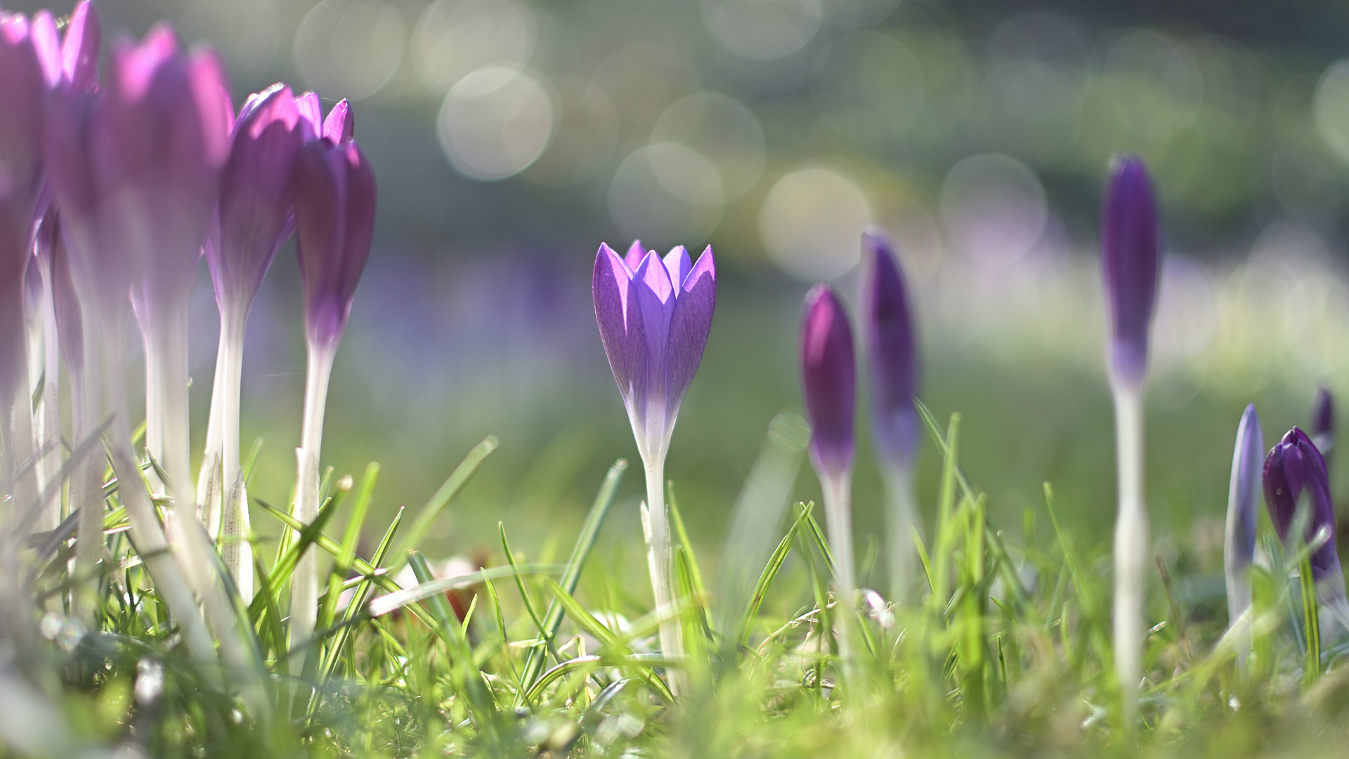 Der Krokus