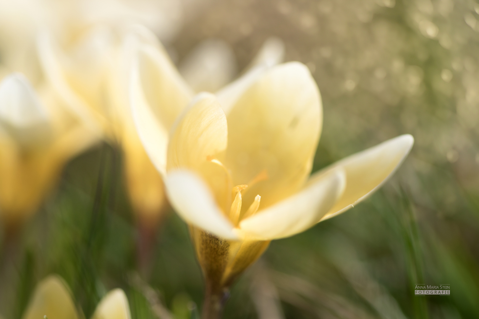 Der Krokus