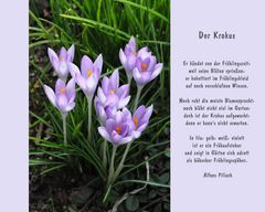 Der Krokus