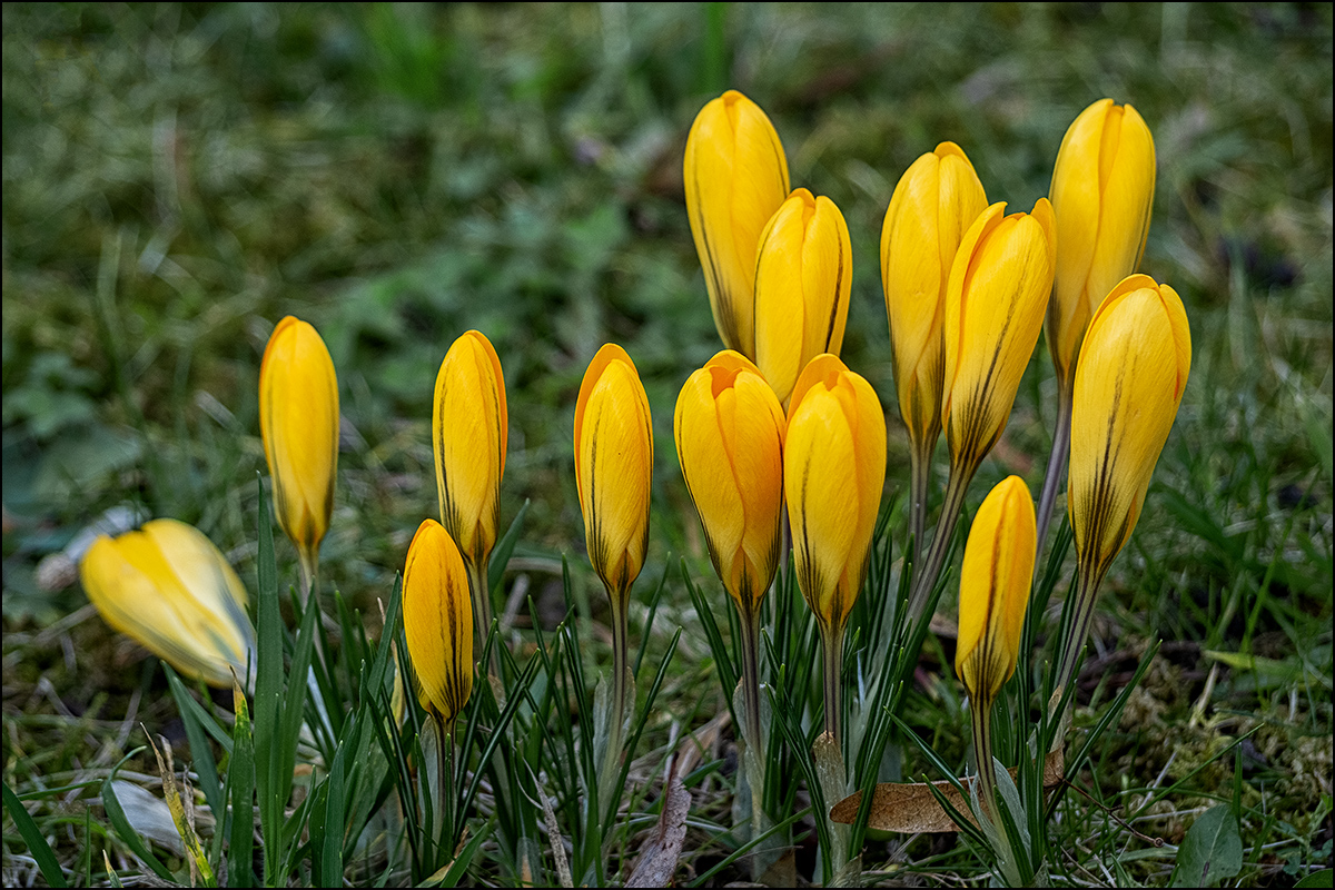 der Krokus...