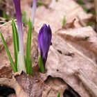 Der Krokus aus dem Blatt