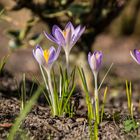 Der Krokus aus dem Off!