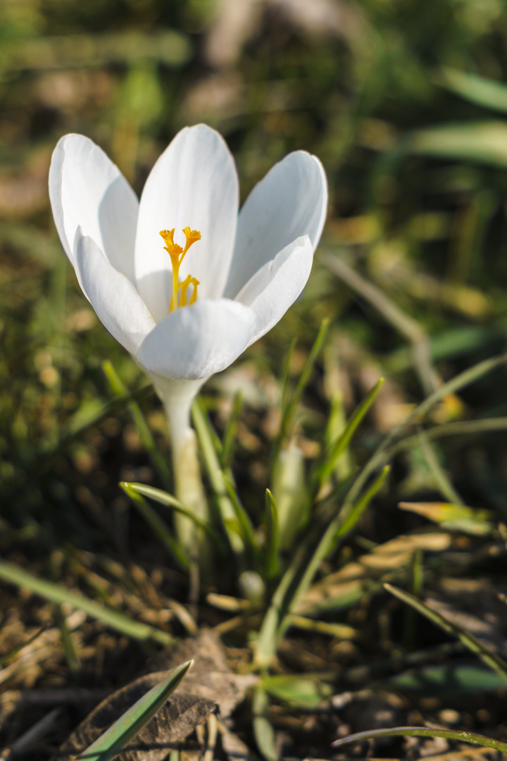 Der Krokus im Fokus