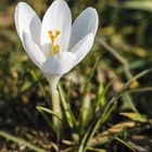 Der Krokus im Fokus