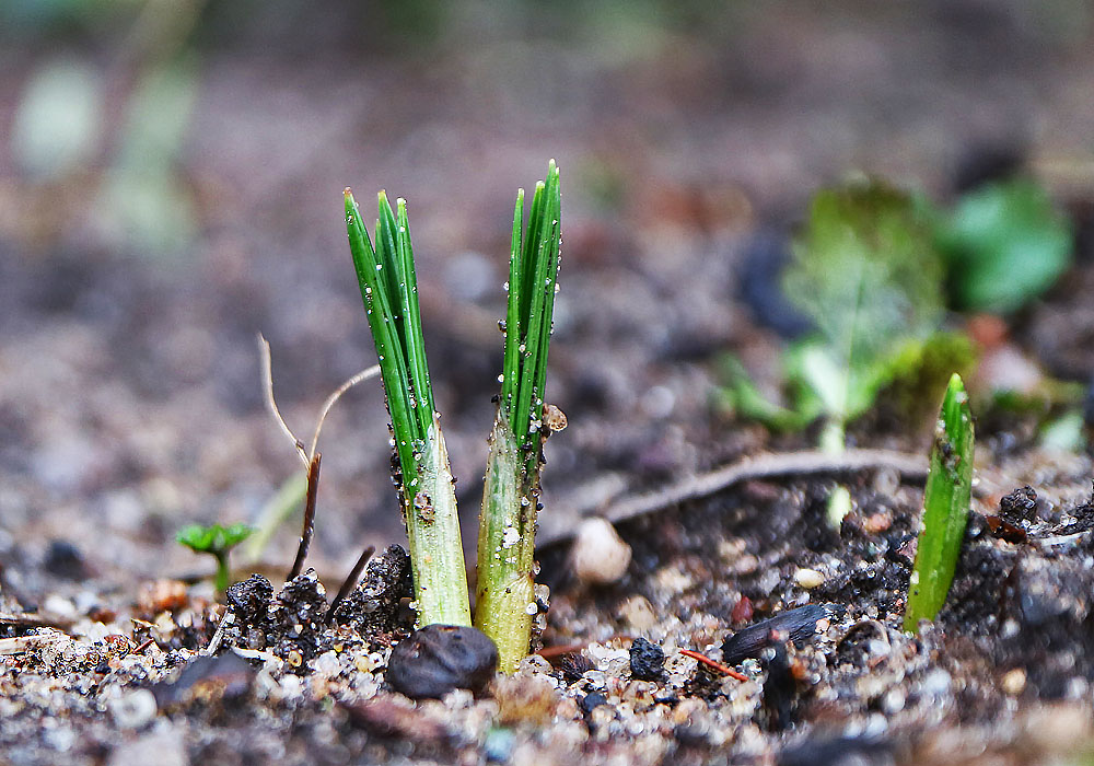 der Krokus kommt schon